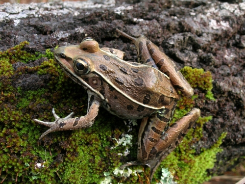 Rana